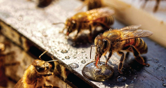 The Sweet Science of Honeybee Nutrition: Why Feeding Bees Matters