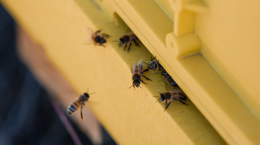 Nosema: The Hidden Threat to Hive Health