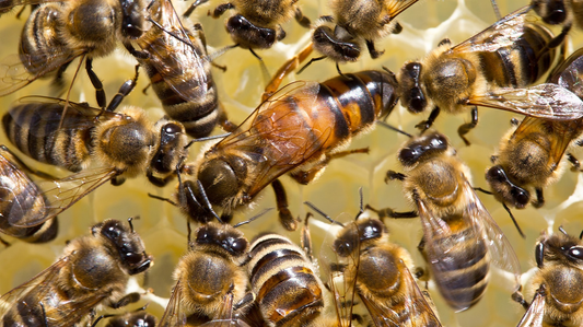 How To Find Out The Age Of Your Queen And Why It’s Essential