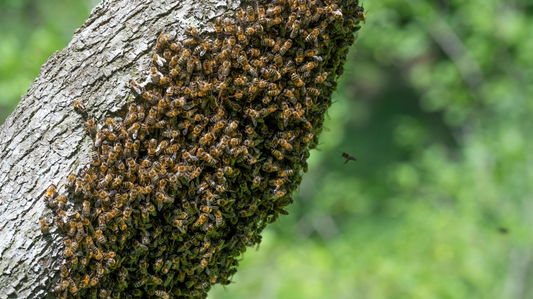 How To Look Out For And Protect Your Colony From Swarming