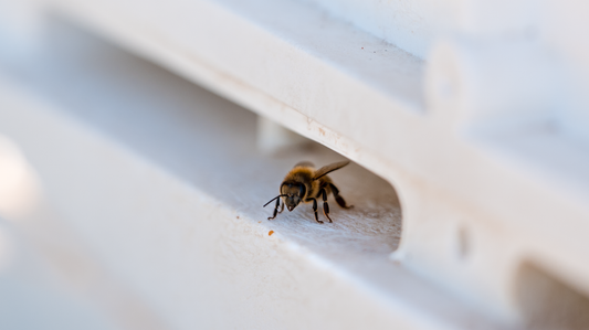 Everything There is to Know About The Gut Health of Bees