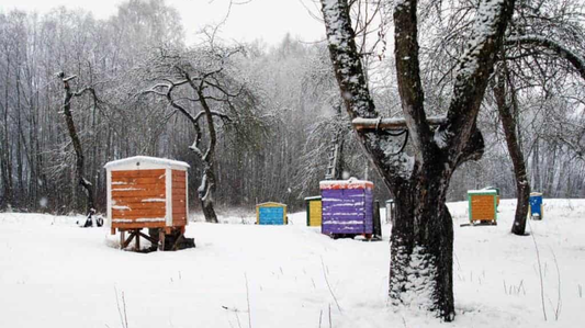 Preparing Your Beehives for the Cold Winter Months