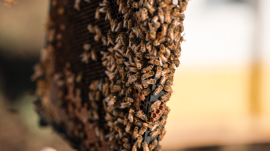 The Bees in Your Hive: Your Guide to Queens, Drones, and Workers