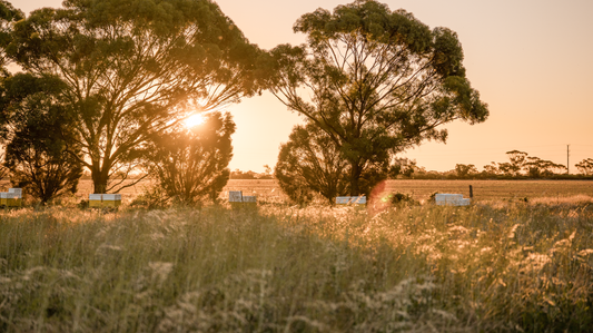 Unpacking Bee Jargon: A Guide to Beekeeping Terminology