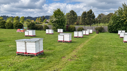 Ewan Stephens: A Third-Generation Beekeeper Backing the Plastic NexG Base