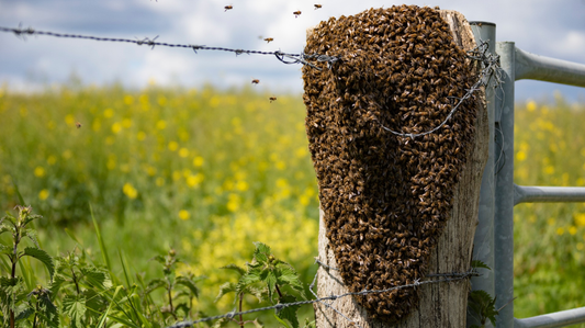 Swarm Season: Keeping Your Bees (and Honey) at Home