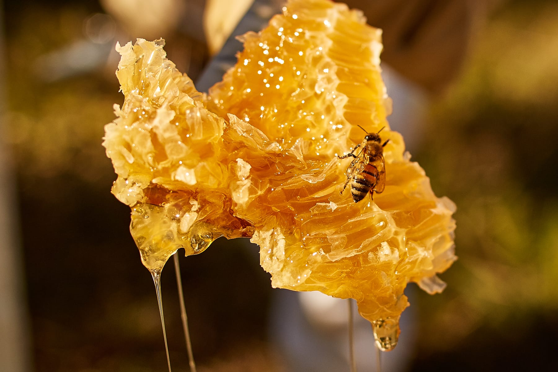 Bee on extracted honeycomb