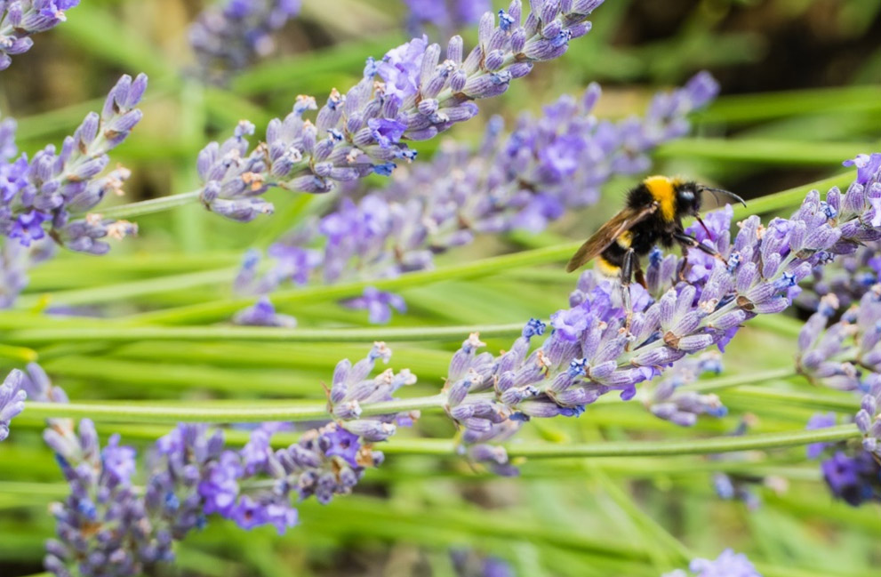 Bumble Bee on Lavender Close up