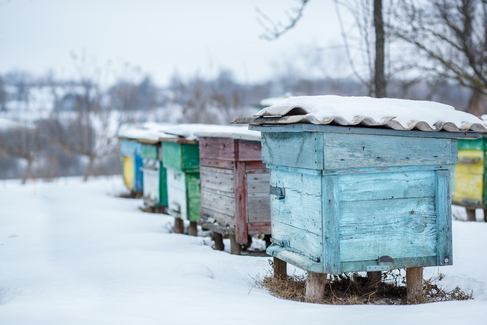 Group of beehives in winter covered with snow