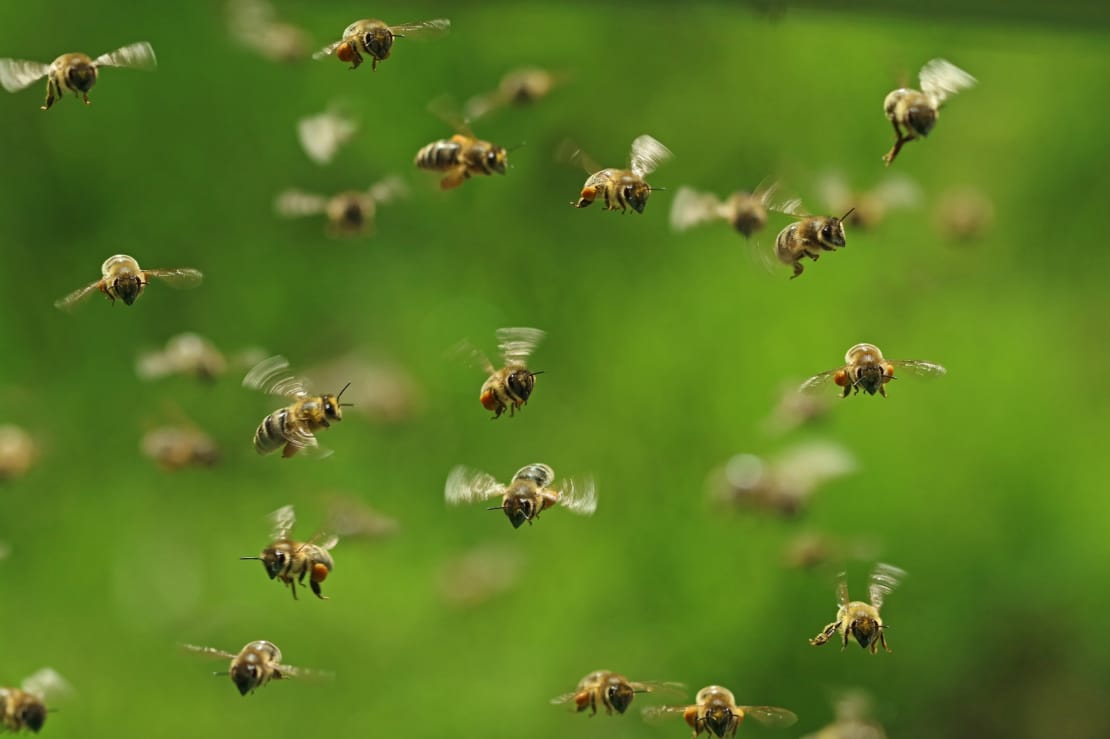 A swarm of robber bees