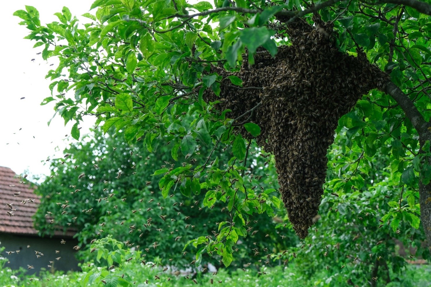 A swarm of bees in a tree