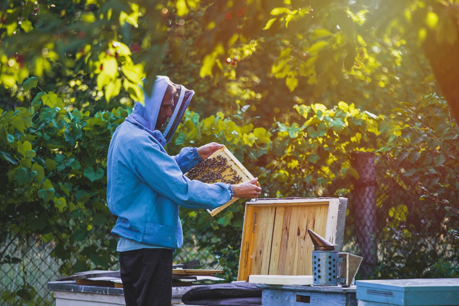 A hobbyist beekeeper examines a hive frame