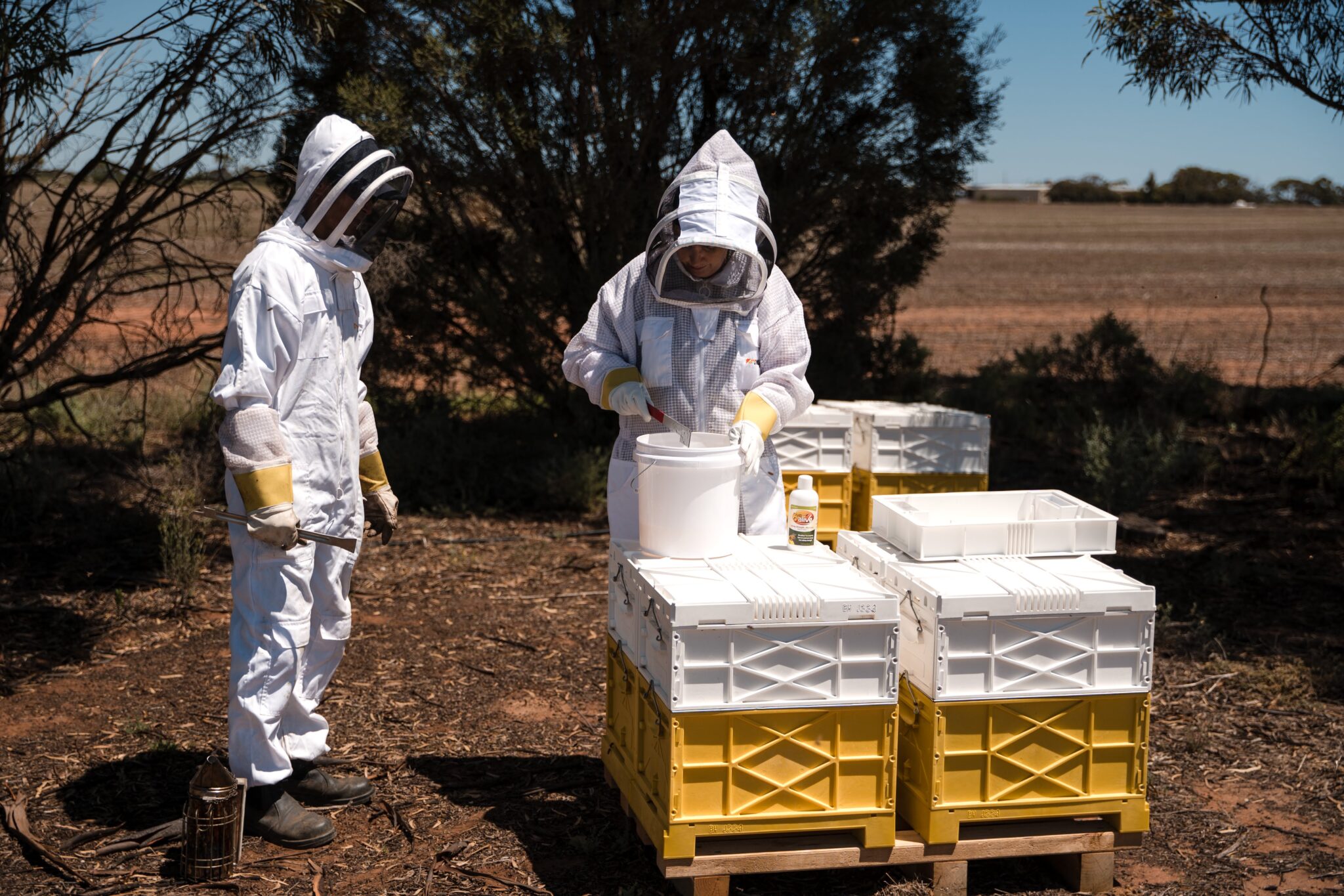 Adding feed to bee colony