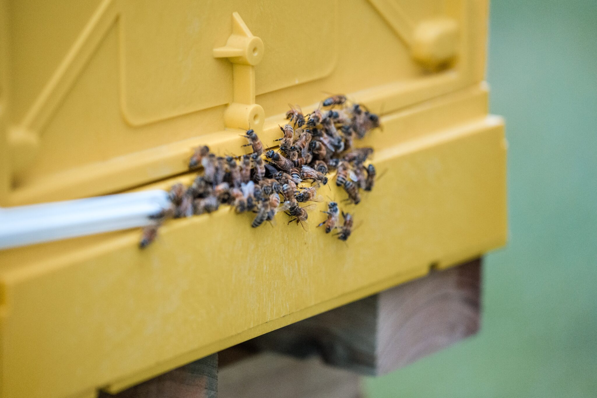 Bees at a hive entrance