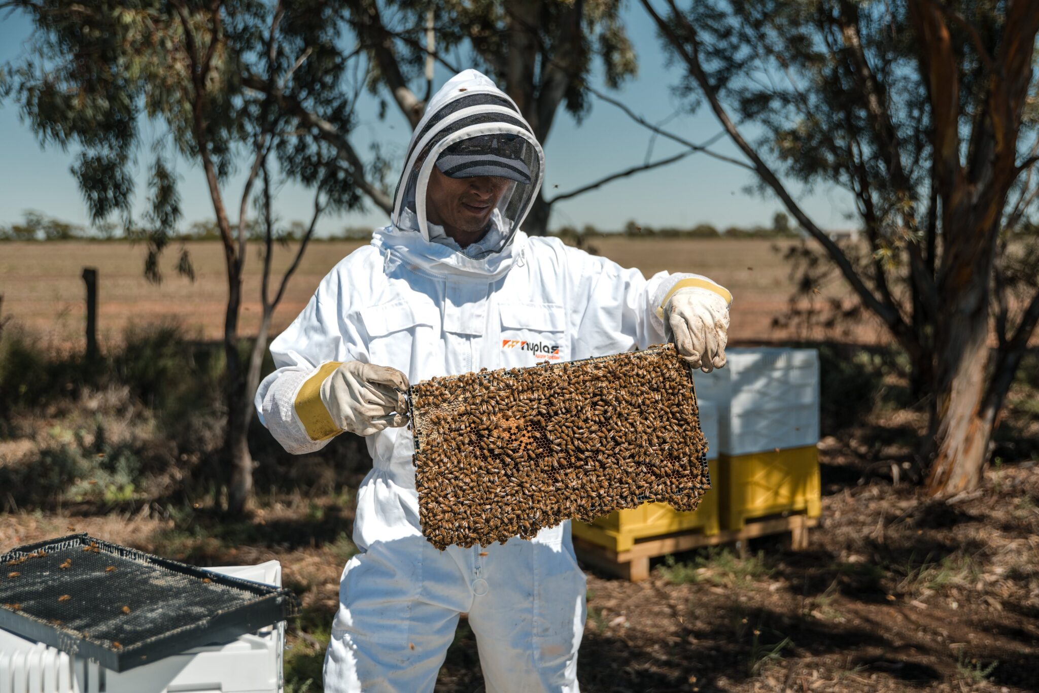 beekeeper inspecting bee hives