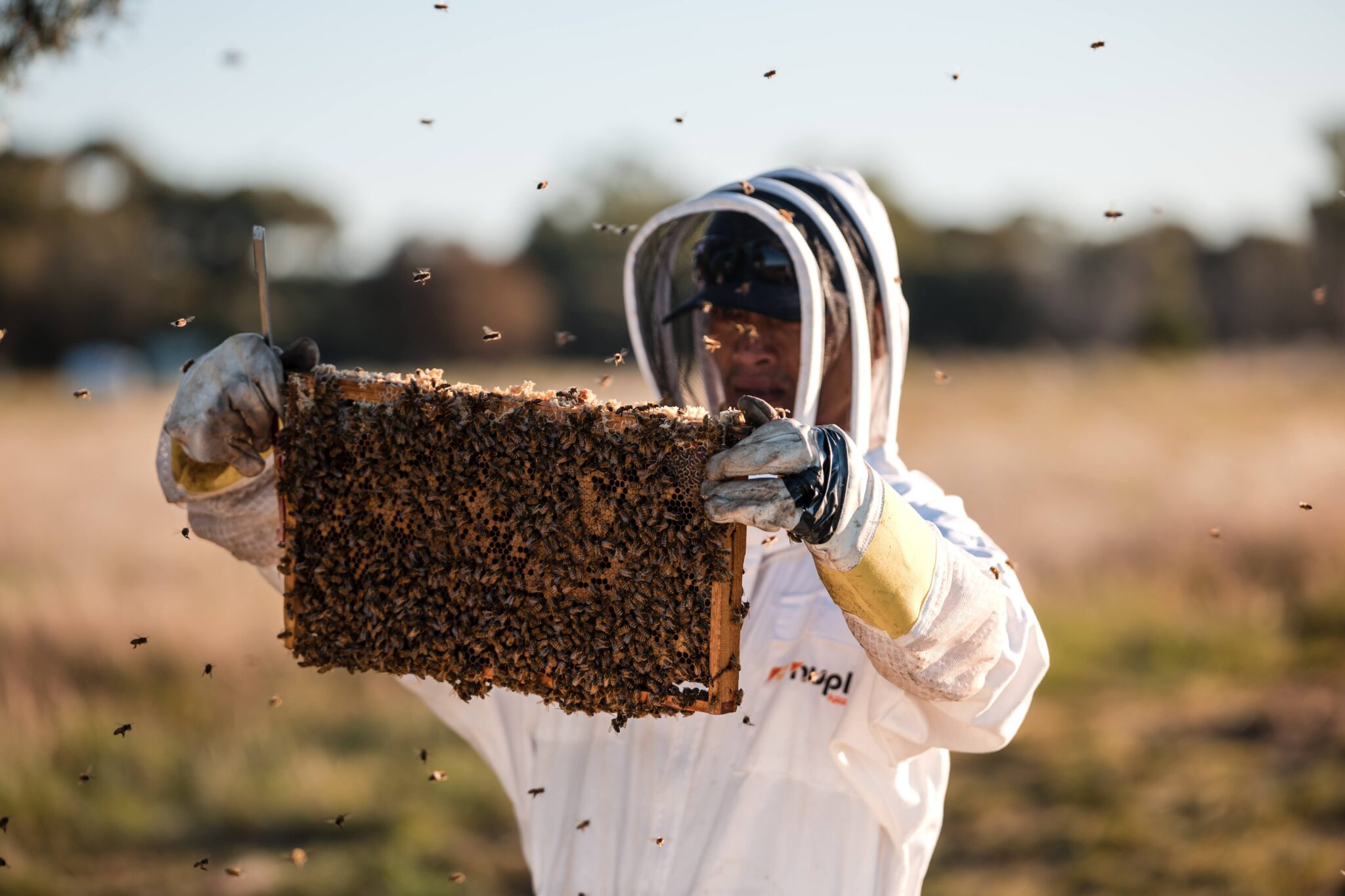 Man inspecting beehive